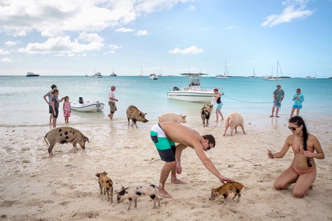 Đảo Big Major hay đảo lợn là một hòn đảo nhỏ không người sinh sống, nằm ở Exuma, Bahamas (Khối thịnh vượng chung). Nơi đây nổi tiếng với những chú lợn biết bơi thân thiện, đáng yêu. Ảnh: Nytimes.
